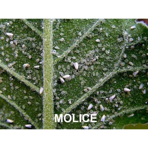 AGRO Mšice - Molice STOP sprej 0,3 g - Image 3