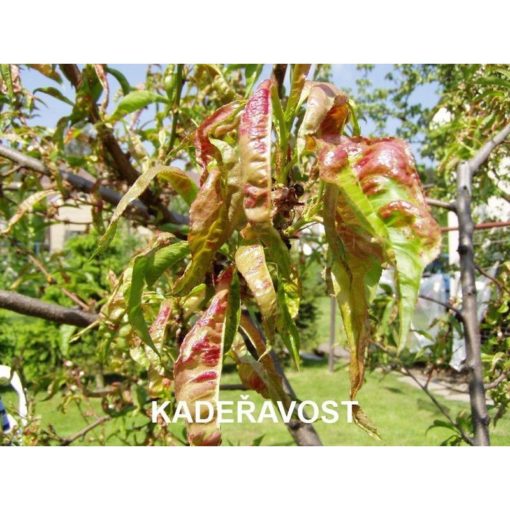 AGRO Kadeřavost STOP 2 x 10 g - Image 2