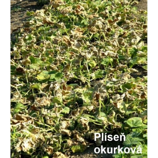 AGRO Ortiva 10 ml - Image 7