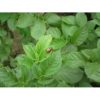 AGRO Mandelinka STOP 6 ml - Image 2