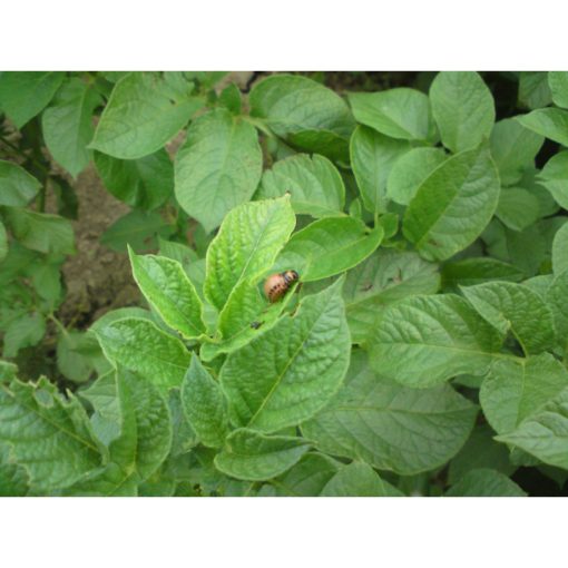 AGRO Mandelinka STOP 6 ml - Image 2
