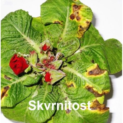 AGRO Ortiva 10 ml - Image 4