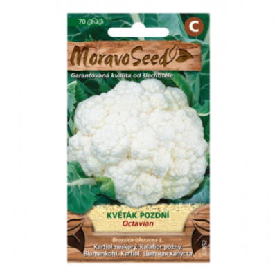 Květák pozdní OCTAVIAN 62852