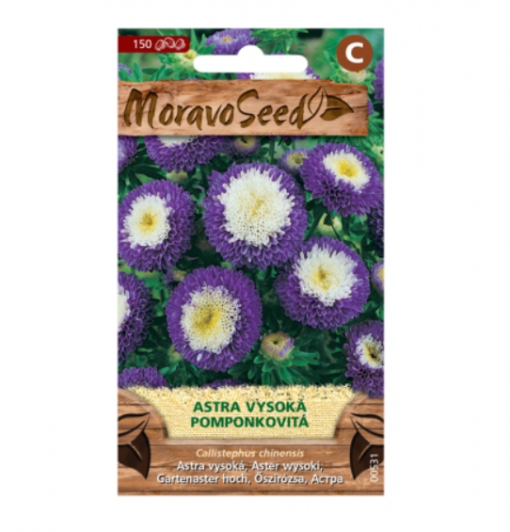 Astra čínská vysoká pomponkovitá, modro-bílá 00531
