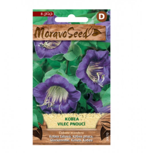 Kobea - Vilec pnoucí, fialová 00670