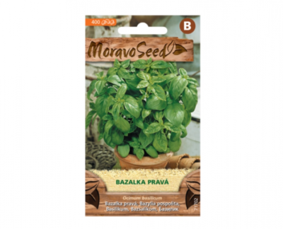 Bazalka pravá, zelená 71702