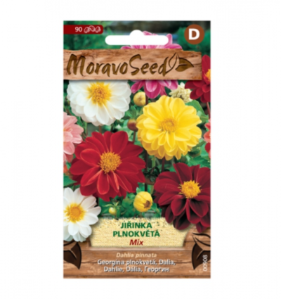 Jiřinka proměnlivá plnokvětá, směs 00908