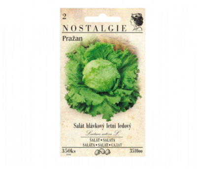 Salát hlávkový letní ledový PRAŽAN