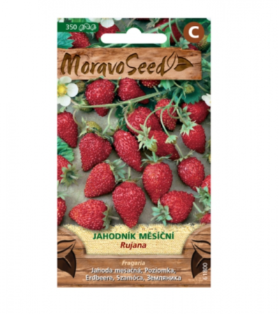 Jahodník měsíční 61800