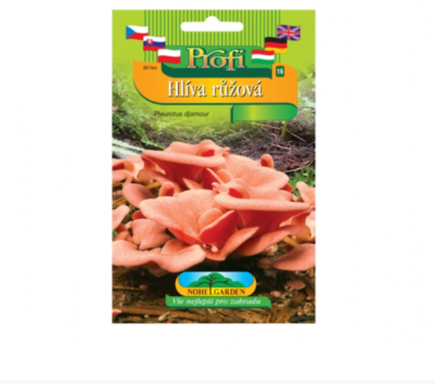 Sadba Hlíva růžová