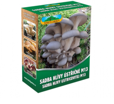 Hlíva ústřičná M13 250ml