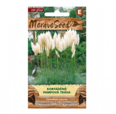 Cortaderie - Pampová tráva, bílá 30501