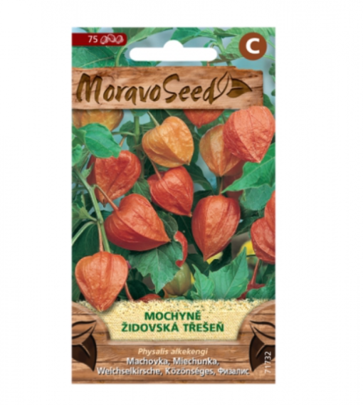 Mochyně - Židovská třešeň, oranžová 71732