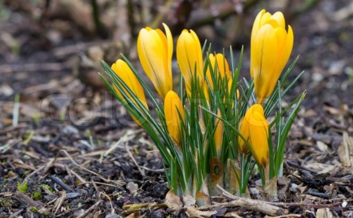 Krokus Blumig Gelb žlutý 1ks