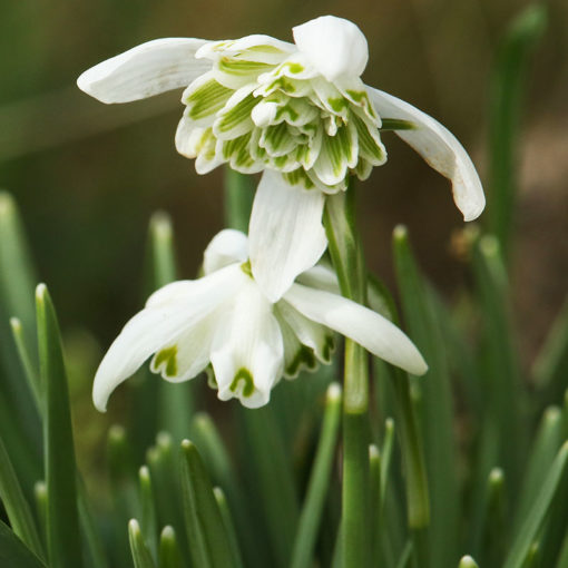 Sněženka nivalis ‘Flore Pleno‘ bílá plnokvětá 1ks