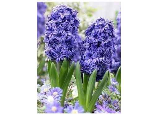 Hyacint BLUE PEARL modrý 1ks
