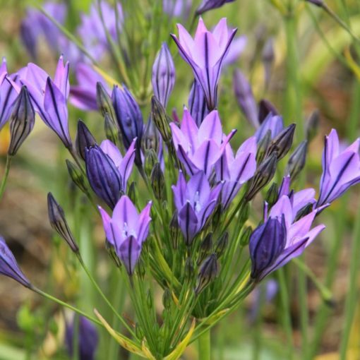 TRITELEIA ‚Koningin Fabiola‘ fialovo modrá 1ks