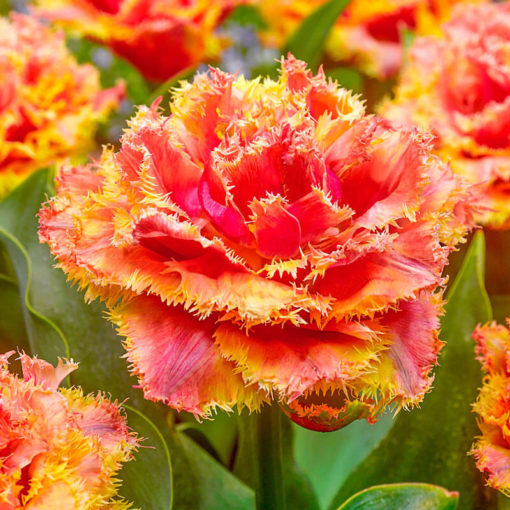 Tulipán BRISBANE žíhaný 1ks
