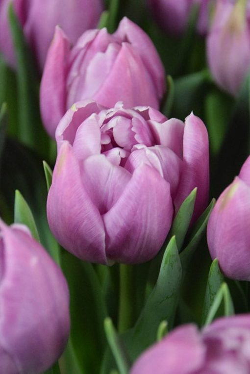 Tulipán KATINKA světle fialový 1ks