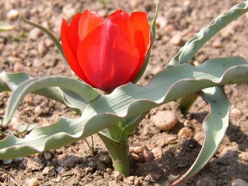 Tulipán Wilsoniana červený 1ks