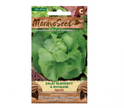 Salát hlávkový k rychlení APOLLO 66305