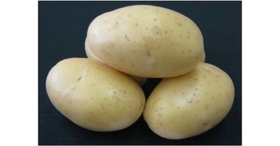 Sadbové brambory DALI - žluté rané 1 kg