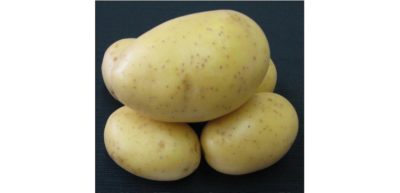 Sadbové brambory PRINCESS - žluté rané 1 kg