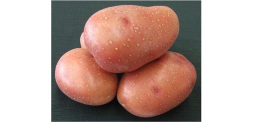 Sadbové brambory ROSARA - červené velmi rané 1 kg