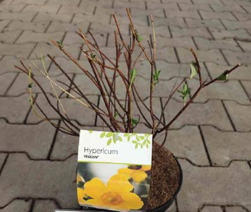 Hypericum &apos;Hidcote&apos; 20-30 K7,5l