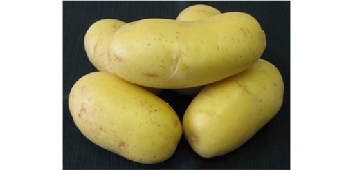 Sadbové brambory SUNSHINE C2 - žluté velmi rané 1 kg