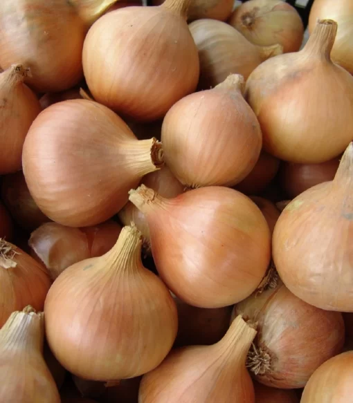 Cibule sazečka VŠETANA 250g