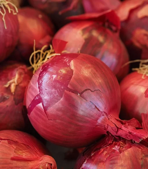 Cibule sazečka KARMEN 250g