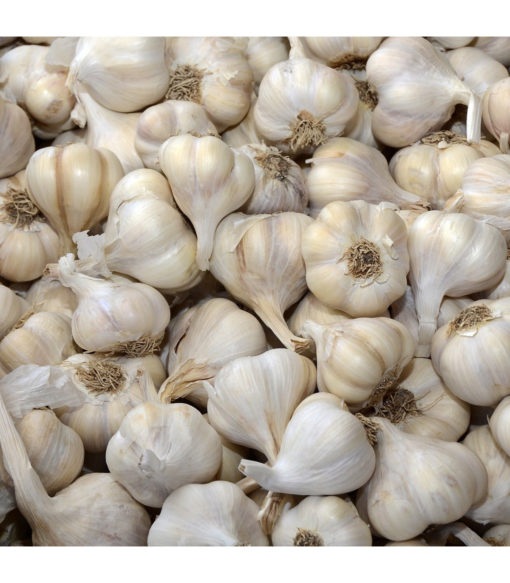 Sadbový česnek Flavor - Allium sativum - nepaličák - cibule česneku - 250 g