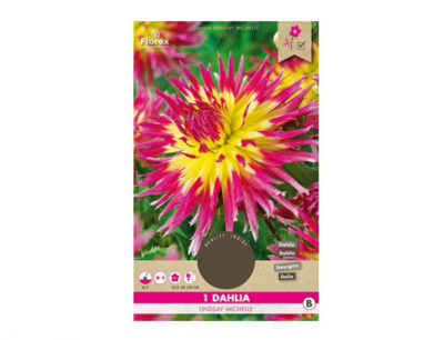 Helleborus Pink Frost Rose K27