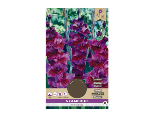 Gladiola velkokvětá VELVET EYES 6ks