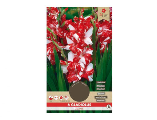 Gladiola velkokvětá ZIZANIE 6ks