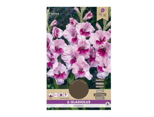 Gladiola velkokvětá ALANNAH 6ks