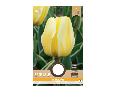 Tulipán Jaap Groot K17