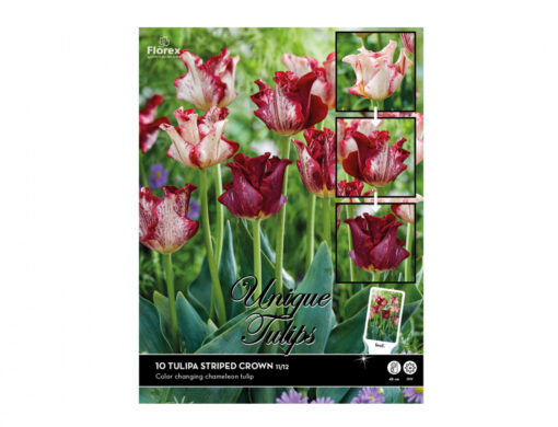 Tulipám Striped Crown K17