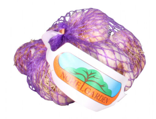 Česnek sadbový Germidour Purple 250g