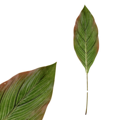 Umělá květina - list Difenbachie KU4219