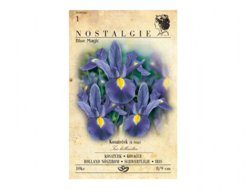 Iris hol/kosatec MAGIC BLUE 10ks
