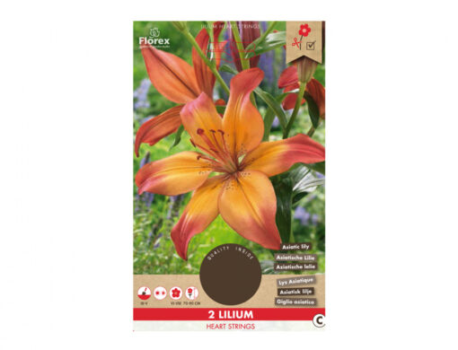 Lilium HEART STRINGS 2ks