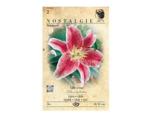 Lilium STARGAZER 1ks
