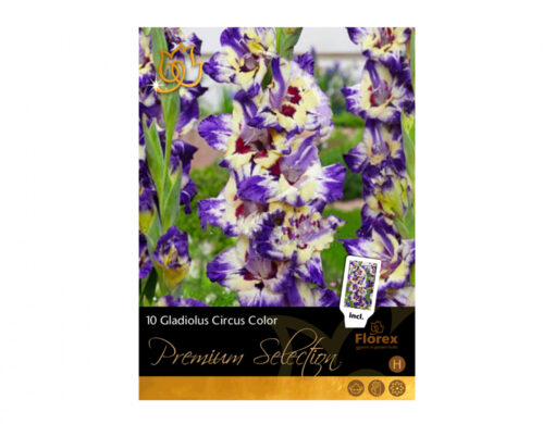 Gladiolus CIRCUS COLOR 10ks PREMIUM