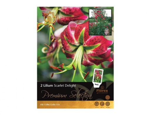 Lilium SCARLET DELIGHT 2ks