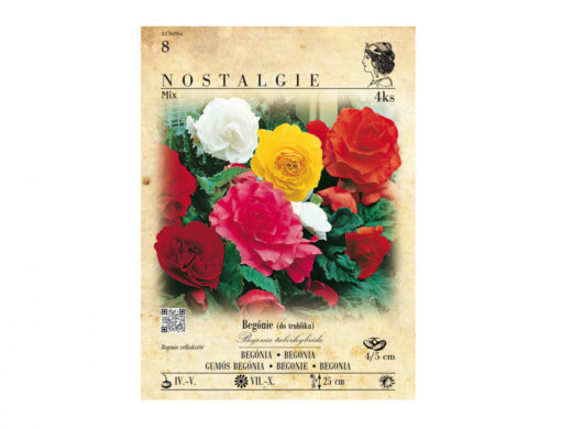 Směs BEGONIE 4ks NOSTALGIE MAXI PACK