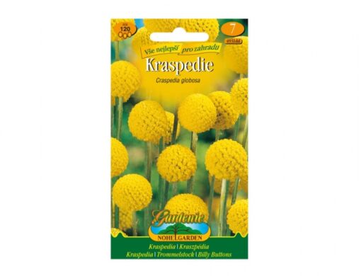 Craspedia globosa/Kraspédie/4931dd