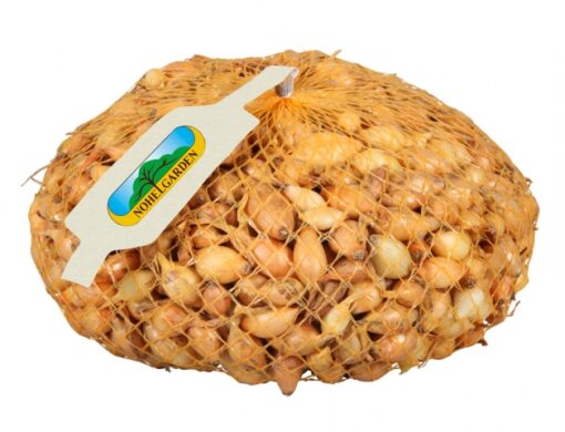Cibule sazečka VŠETANA 1000g