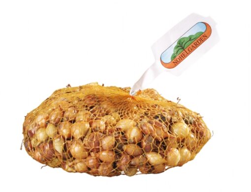 Cibule sazečka HERCULES 100g vážená